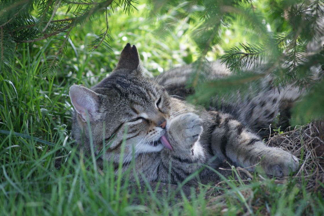 Energiearbeit für Tiere