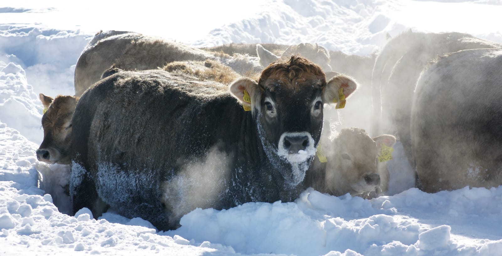 Tierkommunikation in der Landwirtschaft